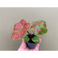 Caladium bicolor birkin Babyplant