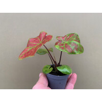 Caladium bicolor birkin Babyplant