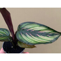 Calathea Beauty Star Babyplant