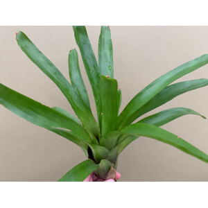 Guzmania green spec. Kolumbien