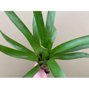 Guzmania green spec. Kolumbien