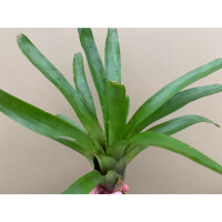 Guzmania green spec. Kolumbien