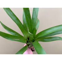 Guzmania green spec. Kolumbien