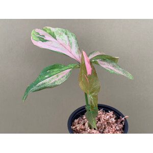 Syngonium Pink Splash S