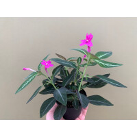 Ruellia makoyana