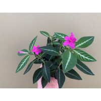 Ruellia makoyana