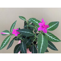 Ruellia makoyana