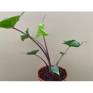 Alocasia Stingray Black