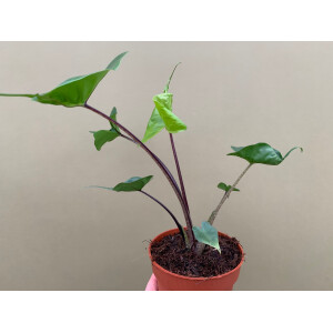 Alocasia Stingray Black