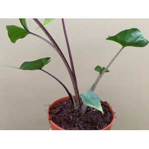 Alocasia Stingray Black