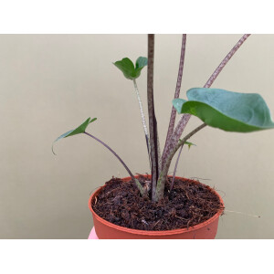 Alocasia Stingray Black