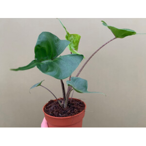 Alocasia Stingray Black