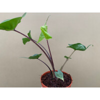 Alocasia Stingray Black