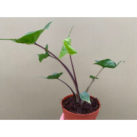 Alocasia Stingray Black