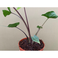 Alocasia Stingray Black