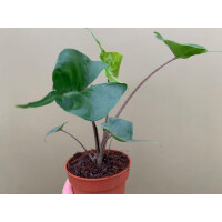 Alocasia Stingray Black