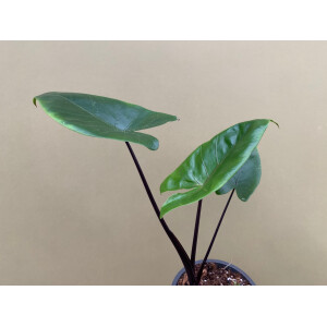 Alocasia Macrorrhiza Black Stem