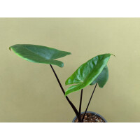 Alocasia Macrorrhiza Black Stem