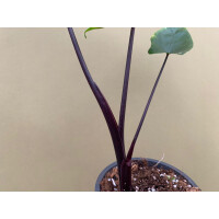 Alocasia Macrorrhiza Black Stem