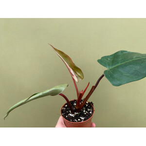 Philodendron erubescens