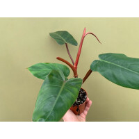 Philodendron erubescens