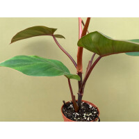Philodendron erubescens