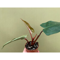Philodendron erubescens