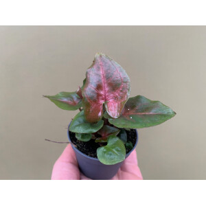 Syngonium Podophyllum Maria Allusion Babyplant