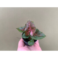 Syngonium Podophyllum Maria Allusion Babyplant