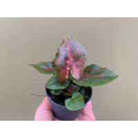 Syngonium Podophyllum Maria Allusion Babyplant