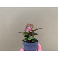 Syngonium Podophyllum Maria Allusion Babyplant