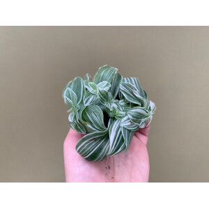 Tradescantia White Joy Babyplant