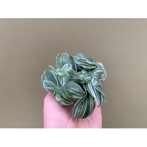 Tradescantia White Joy Babyplant