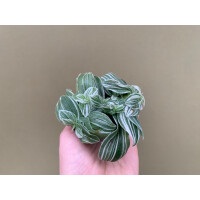 Tradescantia White Joy Babyplant