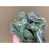 Tradescantia White Joy Babyplant