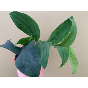 Rhaphidophora korthalsii