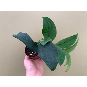 Rhaphidophora korthalsii