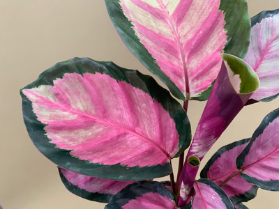 calathea roseopicta rosy