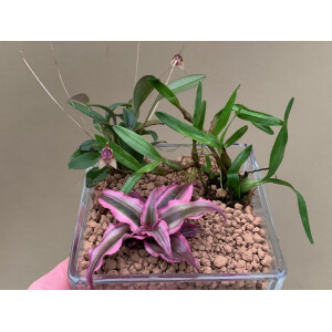 Mini Flaschengarten 1