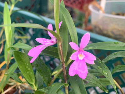 Orstadella centradenia