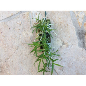 Orstadella centradenia