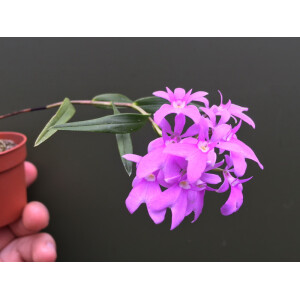 Orstadella centradenia