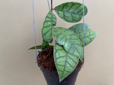 Hoya callistophylla L