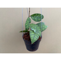 Hoya callistophylla L