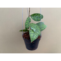 Hoya callistophylla L