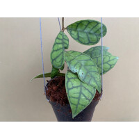 Hoya callistophylla L