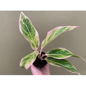 Aglaonema Blush Pink Variegation