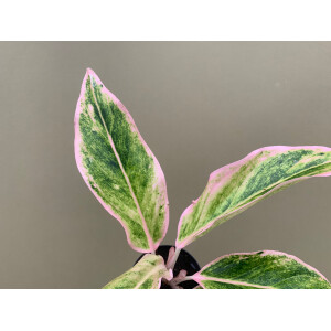 Aglaonema Blush Pink Variegation