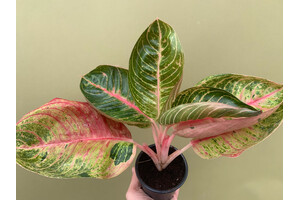 Aglaonema Hughes 2