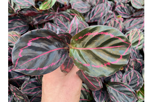 Calathea Dottie Babyplant